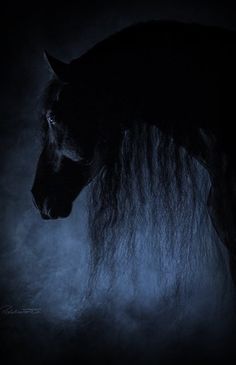 a black horse with long hair standing in the dark