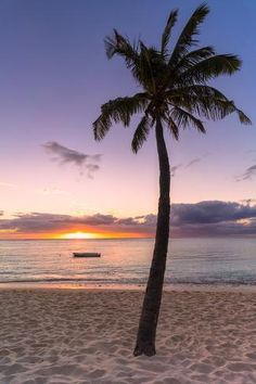 a lone palm tree on the beach at sunset with a boat in the water behind it