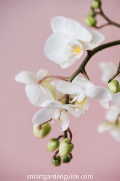 white flowers are growing on a branch against a pink background