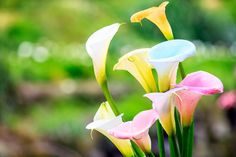 some pretty flowers are in a vase with green stems and pink, white, and blue petals