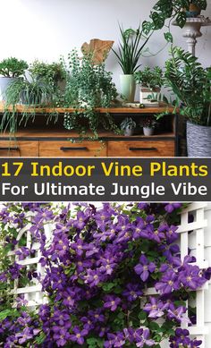 purple flowers are growing on the side of a white fence with text overlay that reads 17 indoor vine plants for ultimate jungle vibe