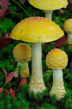 three different pictures of yellow mushrooms in the grass with caption that reads, it's from kathy gleason's post