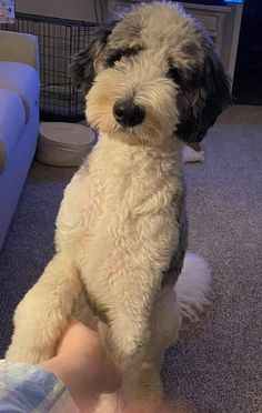 a small white dog sitting on top of a person's leg in front of a couch