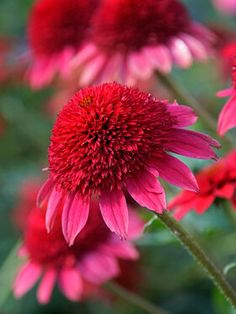 some red flowers that are in the grass