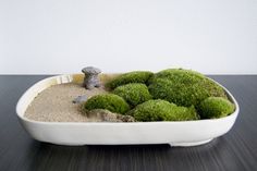 a white bowl filled with green moss on top of a wooden table