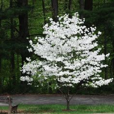 a tree with white flowers in the middle of a park next to a paved road