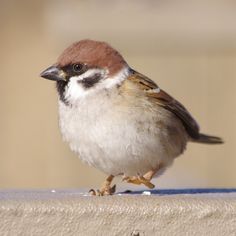 a small bird standing on top of a cement wall