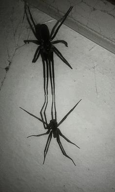 a black and white photo of a spider on the floor