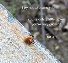 a ladybug sitting on the side of a rock with a quote above it