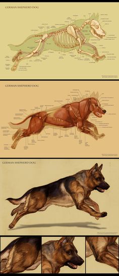 the anatomy of a dog's body and its muscles, including an image of a dog