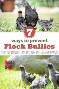 chickens and roosters in the grass with text that reads 7 ways to prevent flock bullies