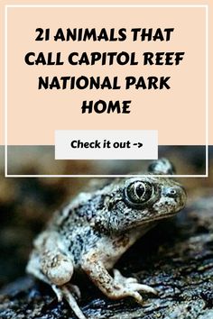 a frog sitting on top of a tree branch with the words, animals that call capitol reef national park home check it out