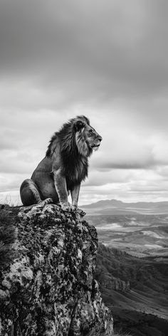 a black and white photo of a lion sitting on top of a rock in the wilderness