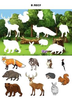 different types of animals in the forest