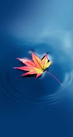 a leaf floating on top of water with ripples in the background and blue sky