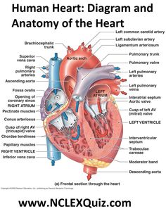 the anatomy of the heart and its major vessels