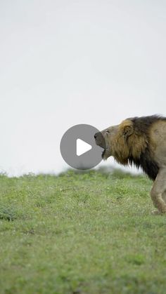 a lion walking across a lush green field