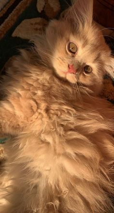 a fluffy cat laying on top of a rug