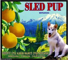 a dog is sitting in front of an advertisement for the brand's oranges