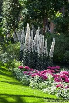 the garden is full of flowers and plants