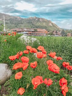 some red flowers are growing in the grass near a rock and building with mountains in the background