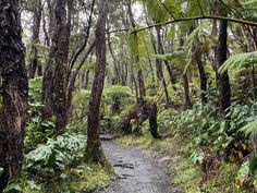 Hiking in Hawaii: A Complete Guide to 8 of the Big Island’s Best Trails – Soul Summit Travel