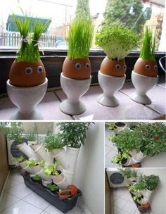 four pictures of plants in egg shells with grass growing out of their mouths and eyes