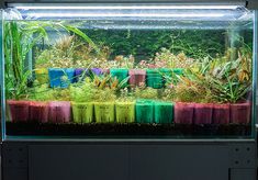 an aquarium filled with lots of plants and water