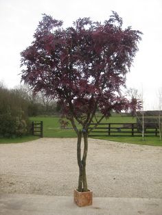 a small tree with purple leaves in a square planter next to a wooden fence