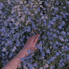 a person's hand reaching for flowers in the middle of blue and white flowers