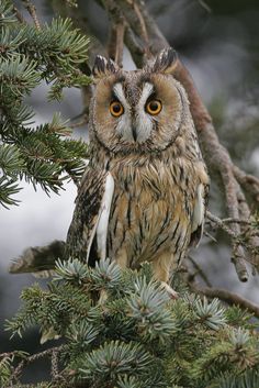 an owl is sitting in a pine tree