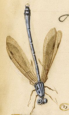 a drawing of a dragonfly sitting on top of a piece of paper