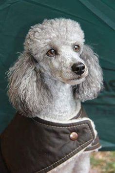 a poodle wearing a leather jacket looking at the camera