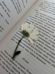 a single white flower sitting on top of an open book with writing in russian and english