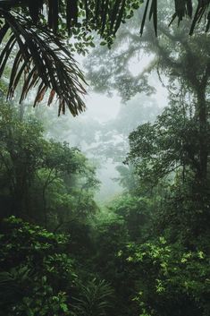 the forest is filled with lots of green plants and trees, while fog covers the ground