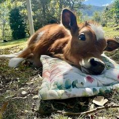 a brown and white calf laying on top of a blanket in the middle of a field