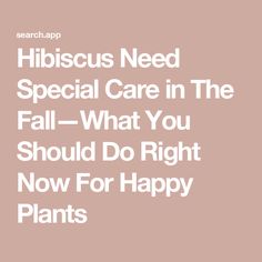 the words hibiscus need special care in the fall - what you should do right now for happy plants