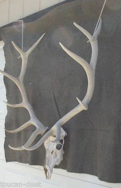 a deer skull mounted to the side of a wall