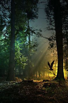 a bird flying through the air over a forest