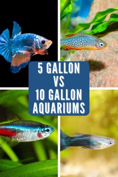 five different types of aquariums with the words 5 gallon vs 10 gallon aquariums