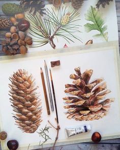 pine cones and pencils are laid out on a piece of paper