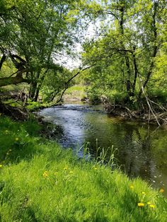 a river running through a lush green forest filled with lots of tall grass and trees