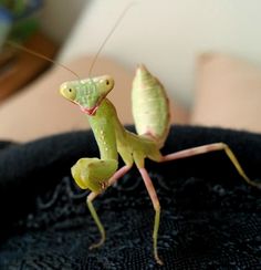 a close up of a praying mantissa