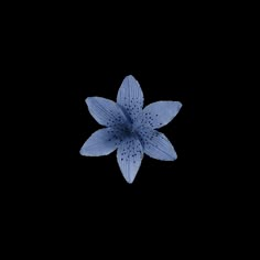 a single blue flower on a white background