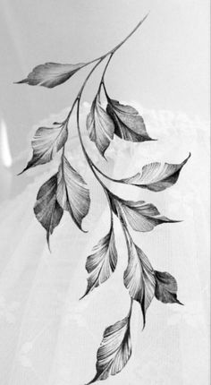 a black and white photo of some leaves