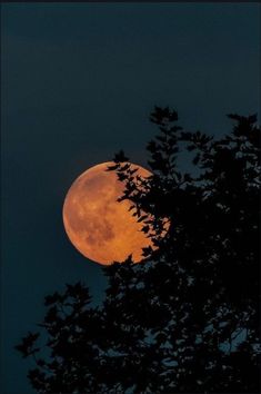 the full moon is seen through some trees