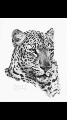 a black and white drawing of a leopard's head with the eyes closed, looking straight ahead