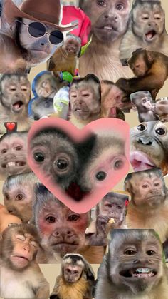 a collage of monkeys with different facial expressions and hats on their heads, in front of a heart - shaped frame