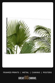 some palm trees are in front of a white background with the words, framed prints metal canvass posters great big canvass