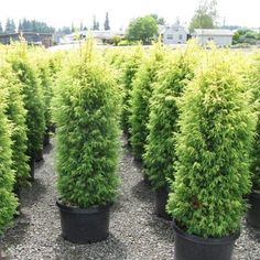 many potted plants are lined up on the ground in front of each other,